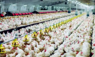 Cinco países restringem frango brasileiro após foco de Newcastle em SC