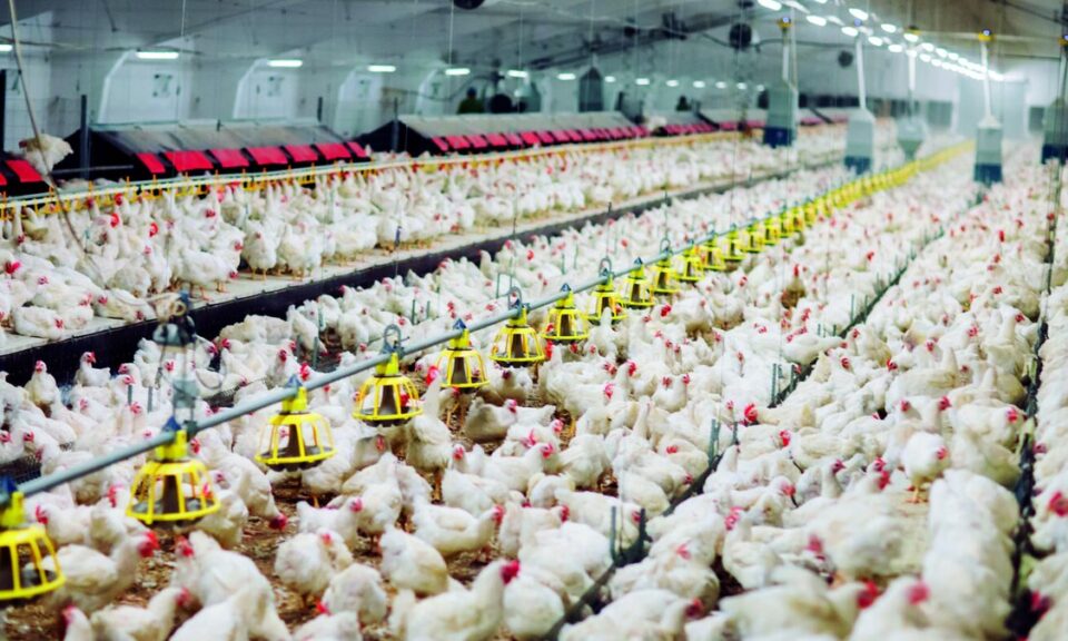 Cinco países restringem frango brasileiro após foco de Newcastle em SC